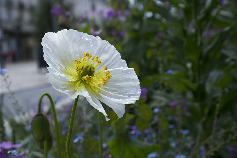 Tour Loire 05 - 201520150508_05085149 als Smartobjekt-1 Kopie.jpg - Viele bunte Blumenbeete inerhalb der Innenstadt